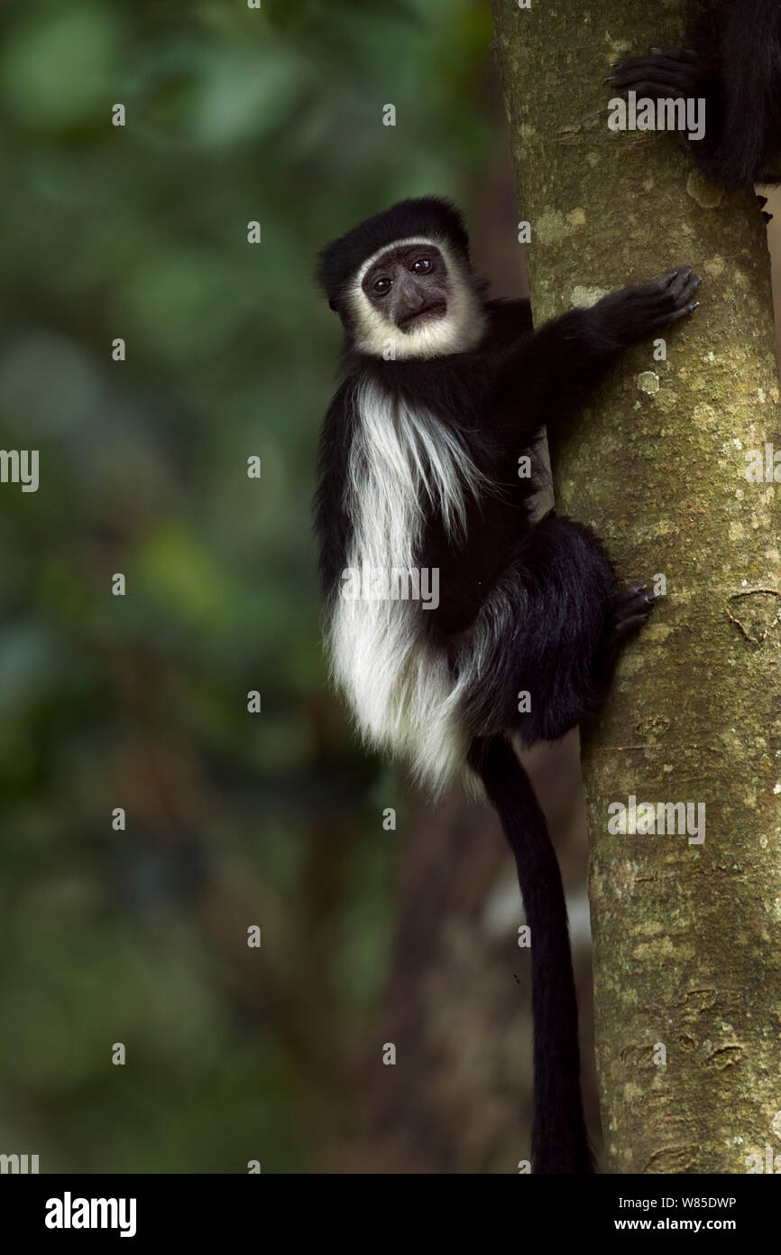 L'est le noir et blanc (Colobus guereza Colobus) bébé de 9-12 mois jouant dans un arbre. Kakamega Forest National Reserve, Province de l'Ouest, au Kenya Banque D'Images