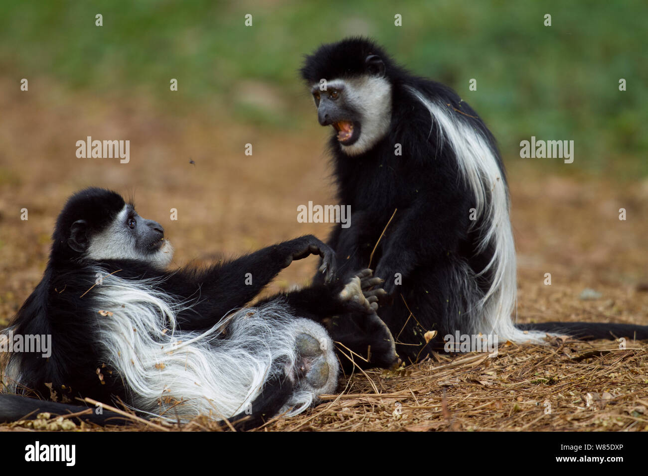 L'est le noir et blanc (Colobus guereza Colobus) les singes jouent les combats. Kakamega Forest National Reserve, Province de l'Ouest, au Kenya Banque D'Images