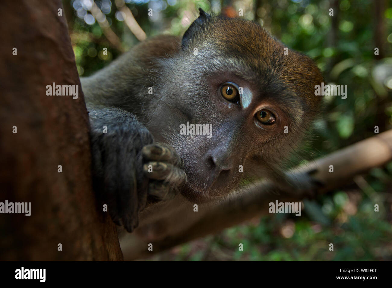 Crabe ou à longue queue-eating macaque (Macaca fascicularis) mâle sur le tour d'un arbre. Parc national de Gunung Leuser, Sumatra, Indonésie Banque D'Images