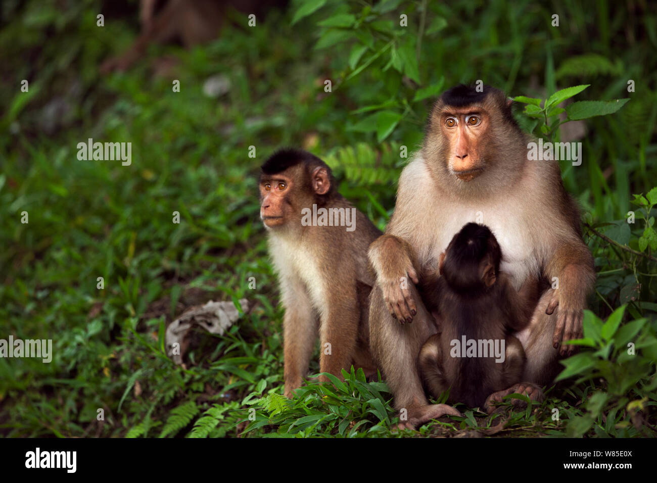 Le sud ou Sunda à queue de cochon macaque (Macaca nemestrina) femme assise avec son bébé allaité et un ancien mineur. Wild mais l'habitude d'être nourris par la population locale. Parc national de Gunung Leuser, Sumatra, Indonésie. Banque D'Images