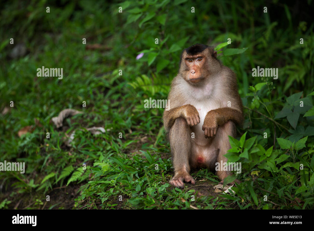Le sud ou Sunda à queue de cochon macaque (Macaca nemestrina) féminin assis portrait. Wild mais l'habitude d'être nourris par la population locale. Parc national de Gunung Leuser, Sumatra, Indonésie. Banque D'Images