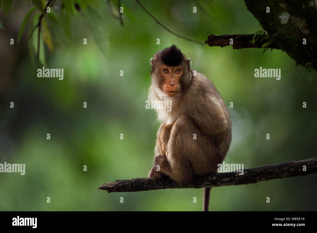 Le sud ou Sunda à queue de cochon macaque (Macaca nemestrina) juvenile assis dans un arbre. Wild mais l'habitude d'être nourris par la population locale.Parc national de Gunung Leuser, Sumatra, Indonésie. Banque D'Images