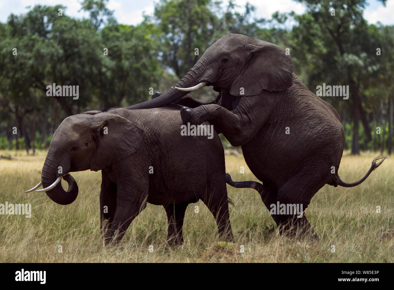 L'éléphant africain (Loxodonta africana) de sexe masculin, sans succès, l'accouplement avec une femelle. Masai Mara National Reserve, Kenya. Feb 2012. Banque D'Images
