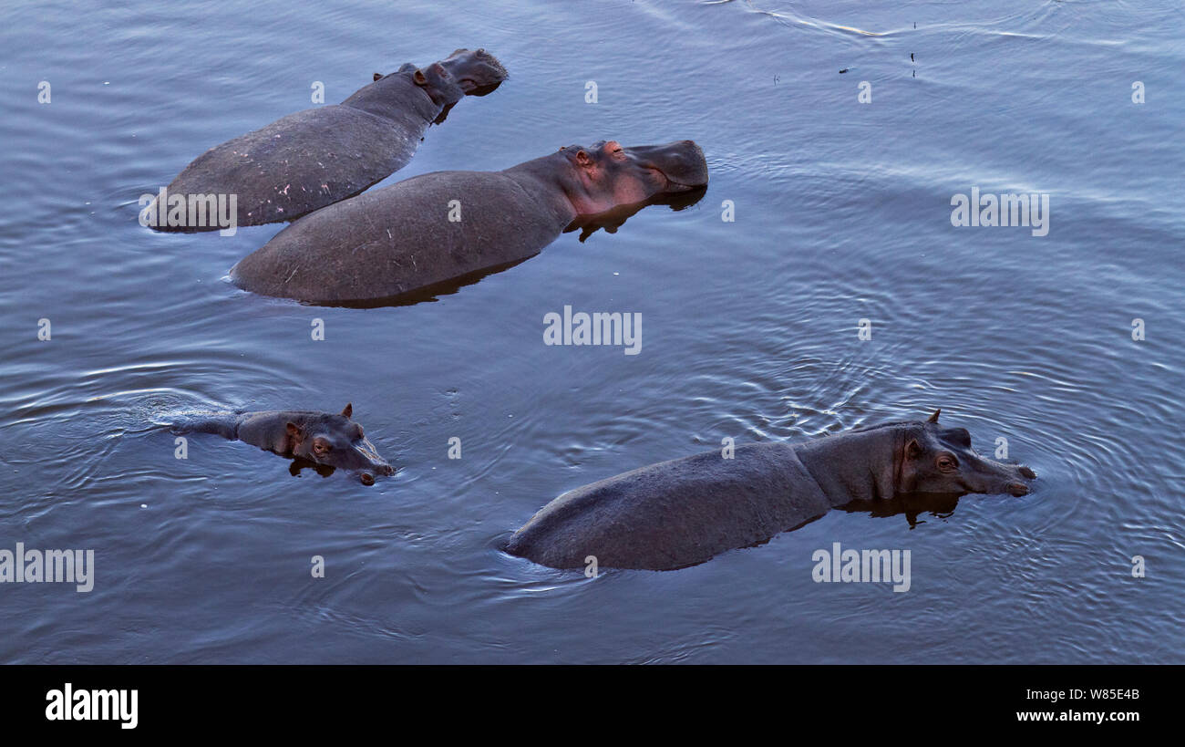 Hippopotame (Hippopotamus amphibius) groupe immergé dans l'eau.Masai Mara National Reserve, Kenya. Feb 2012. Banque D'Images