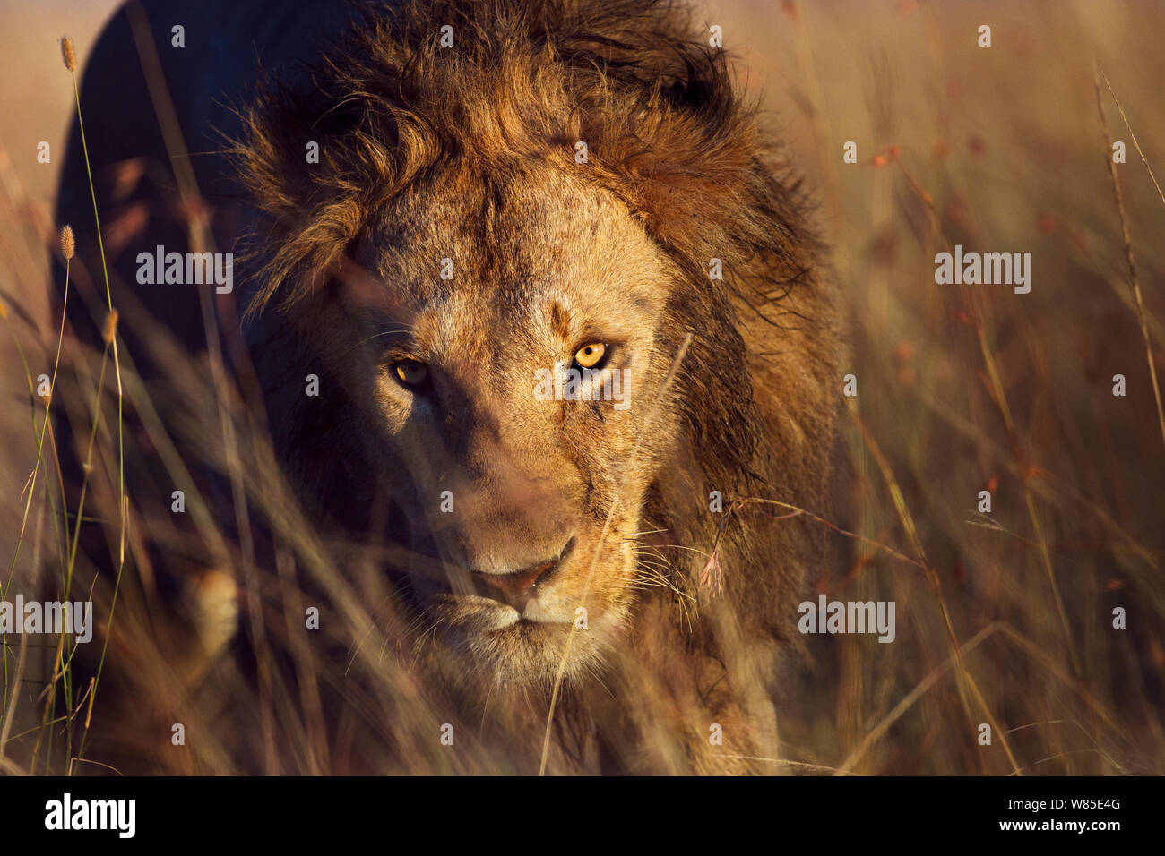 L'African Lion (Panthera leo) portrait masculin à travers l'herbe haute . Masai Mara National Reserve, Kenya. Feb 2012. Banque D'Images