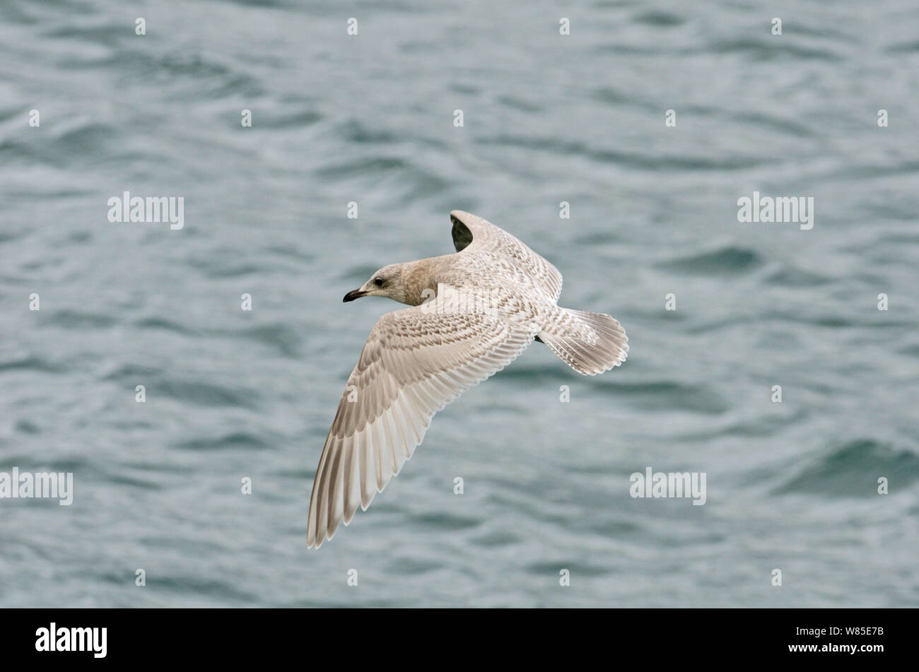 Kumlien&# 39;s (Larus glaucoides kumlieni) juvenile en premier hiver, Ardglass Harbour, comté de Down, Irlande du Nord, février. Banque D'Images