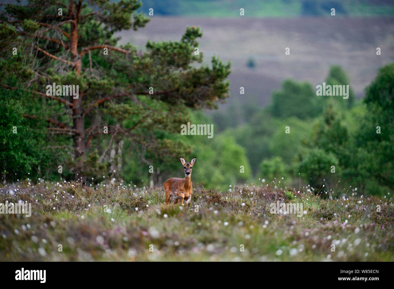 Le Chevreuil (Capreolus capreolus) doe sur Tulloch Moor / réserve RSPB Abernethy, Speyside, Scottsih Highlands, Ecosse, Royaume-Uni. Juillet. Banque D'Images