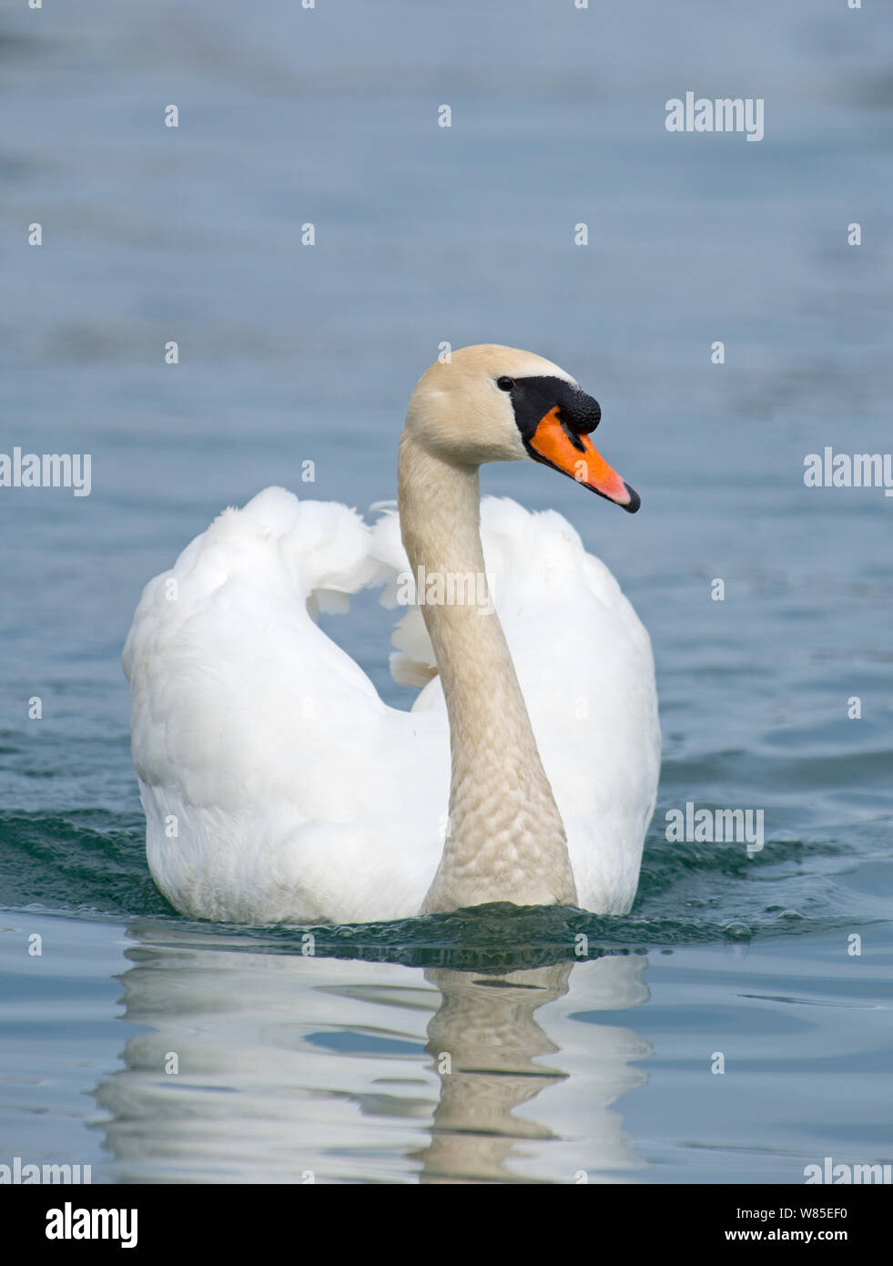 Mute Swan (Cygnus olor) patrouiller le territoire, le lac de Genève, Suisse, mars. Banque D'Images