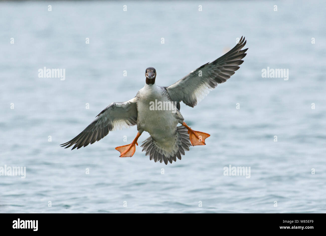 Bec de scie de canard harle mergus merganser Banque de photographies et  d'images à haute résolution - Alamy