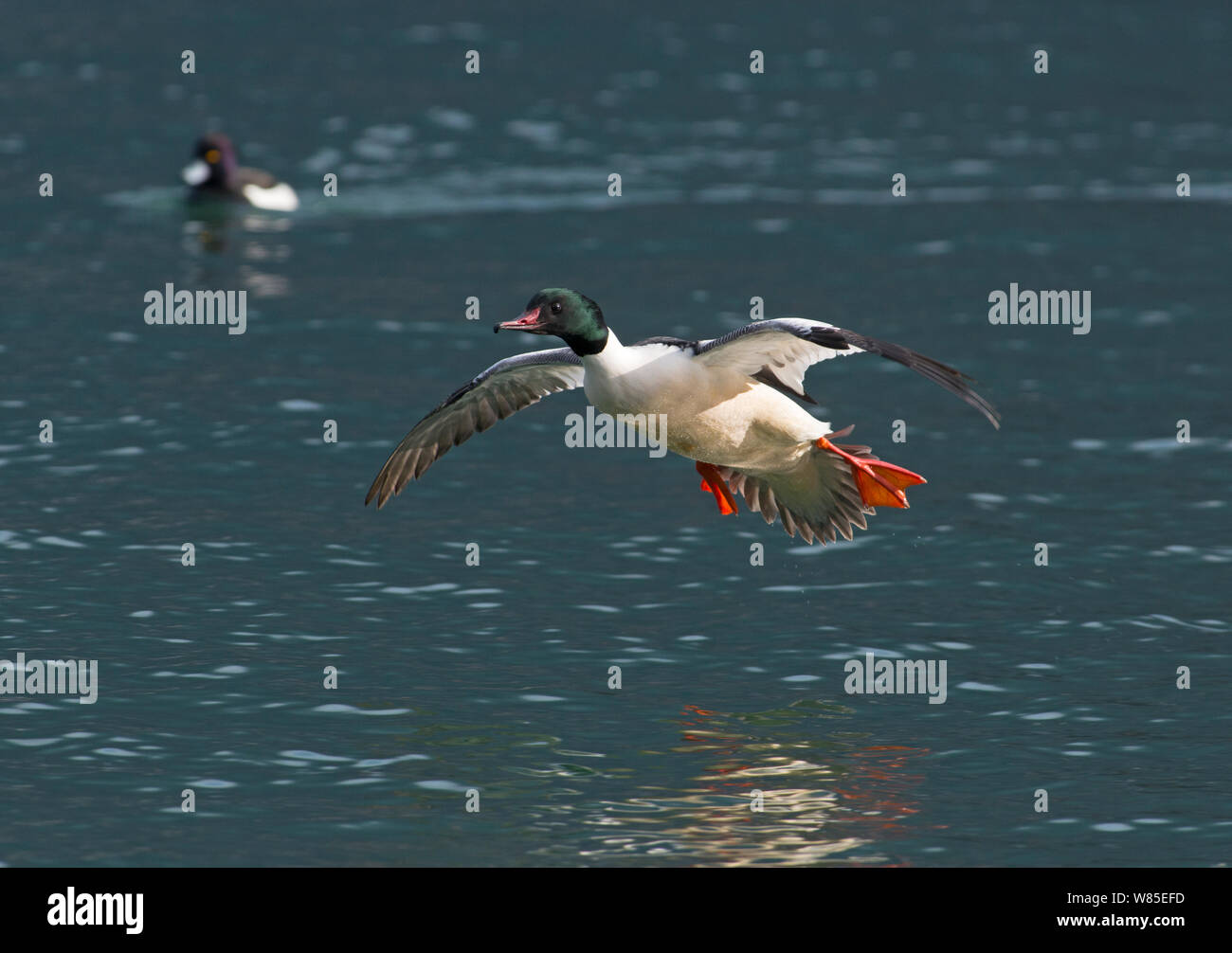 Harle bièvre (Mergus merganser) mâle en vol, le lac de Genève, Suisse, mars. Banque D'Images