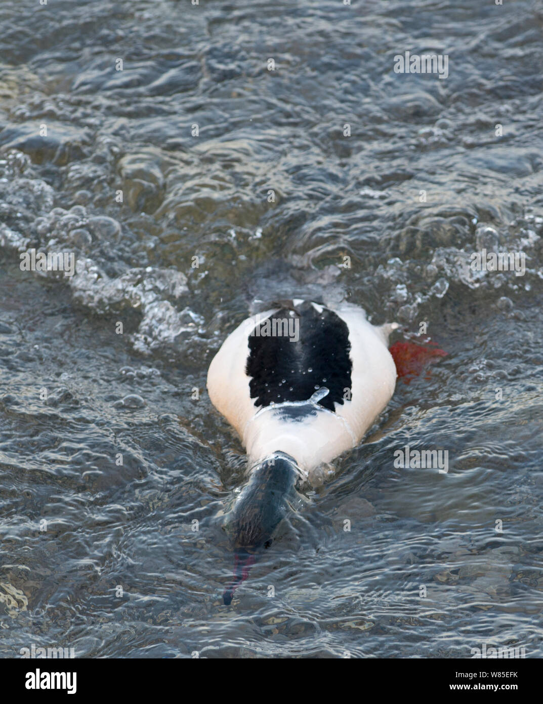 Harle bièvre (Mergus merganser) mâle plongée, Lac de Genève, Suisse, mars. Banque D'Images