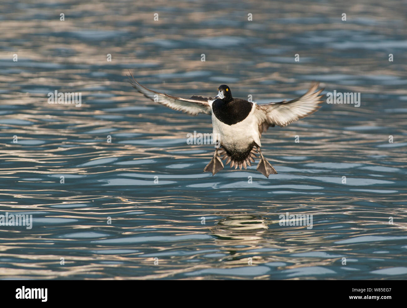 Fuligule morillon (Aythya fuligula), mâle, l'atterrissage, le lac de Genève, Suisse, mars. Banque D'Images