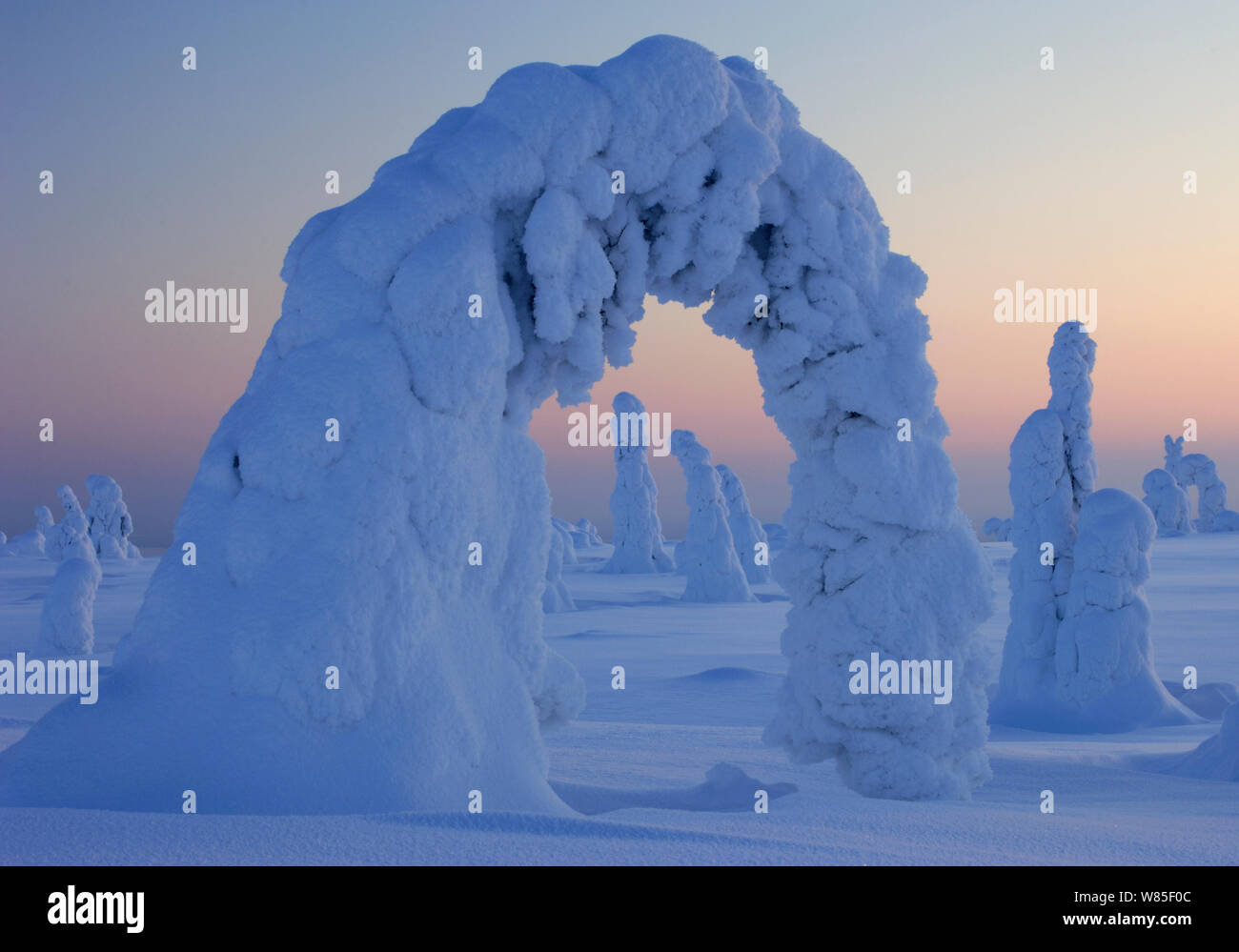 Paysage d'hiver avec la neige a couvert l'épinette de Norvège (Picea abies) arbres courbée sous le poids de la neige en forêt, dans la forêt, le Parc National de Riisitunturi, Laponie, Finlande, Février 2007 Banque D'Images