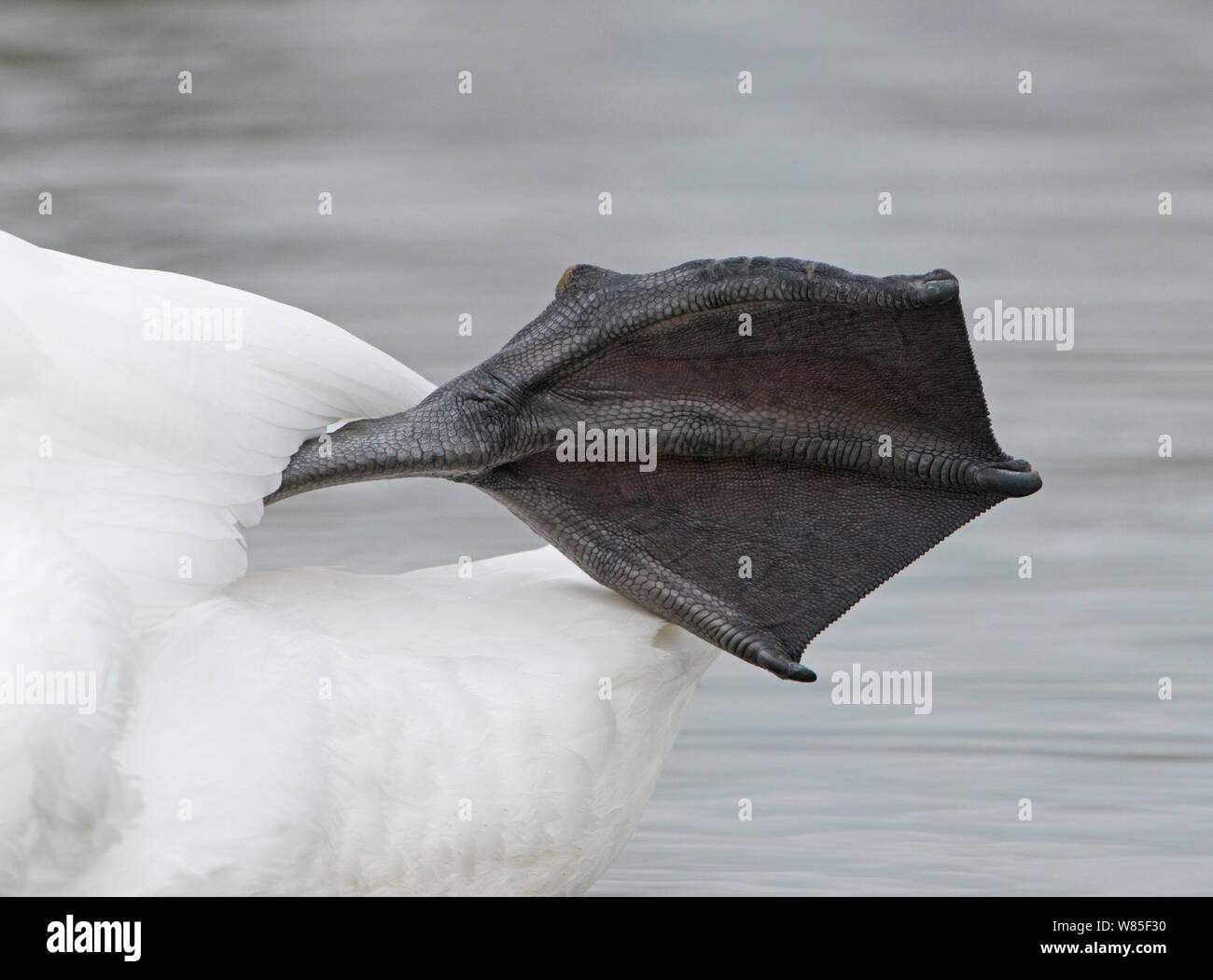 Mute swan (Cygnus olor) montrant pied palmés, Norfolk, en février. Banque D'Images