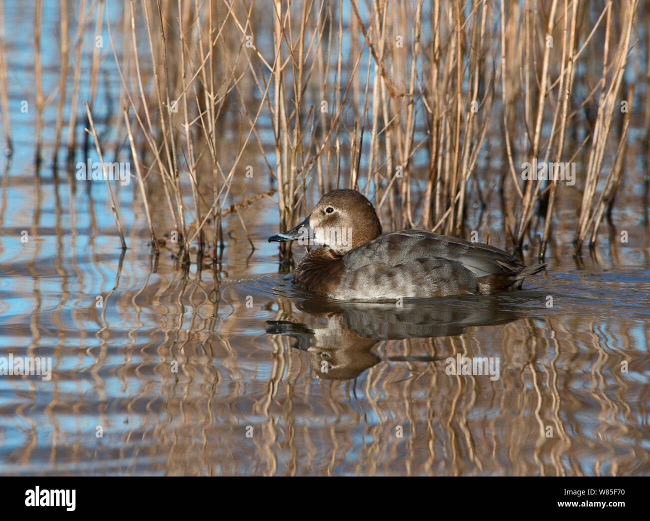 Fuligule milouin (Aythya ferina) féminin, Norfolk, en février. Banque D'Images