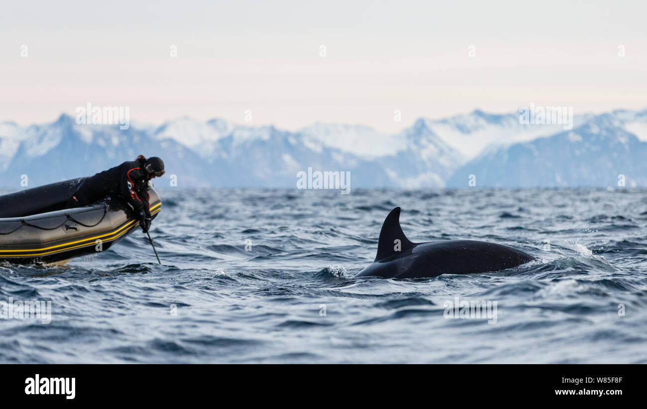 Le photographe de National Geographic de prendre des photos sous-marines de l'épaulard (Orcinus orca orca /). Andfjorden, près d'Andoya, Nordland, dans le Nord de la Norvège. Janvier 2014. Banque D'Images
