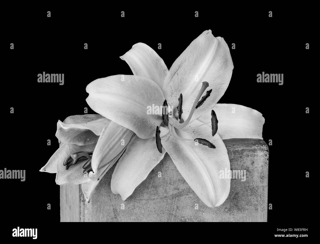 Deux fleurs de lys blanc macro monochrome,sur un cube de béton avec des gouttelettes d'eau.texture détaillées sur fond noir dans un style de peinture vintage Banque D'Images
