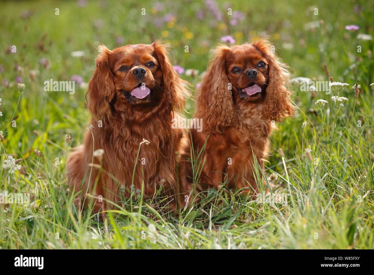 Cavalier King Charles Spaniel, ruby Hommes Groupe d'âge 5 et 6 ans, assis dans l'herbe. Banque D'Images