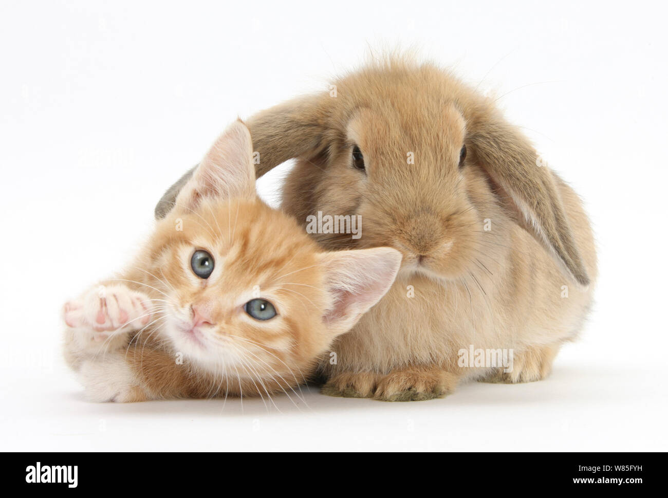 Ginger kitten, Tom, l'âge de 7 semaines, le repos avec de jeunes sandy Lop lapin. Banque D'Images