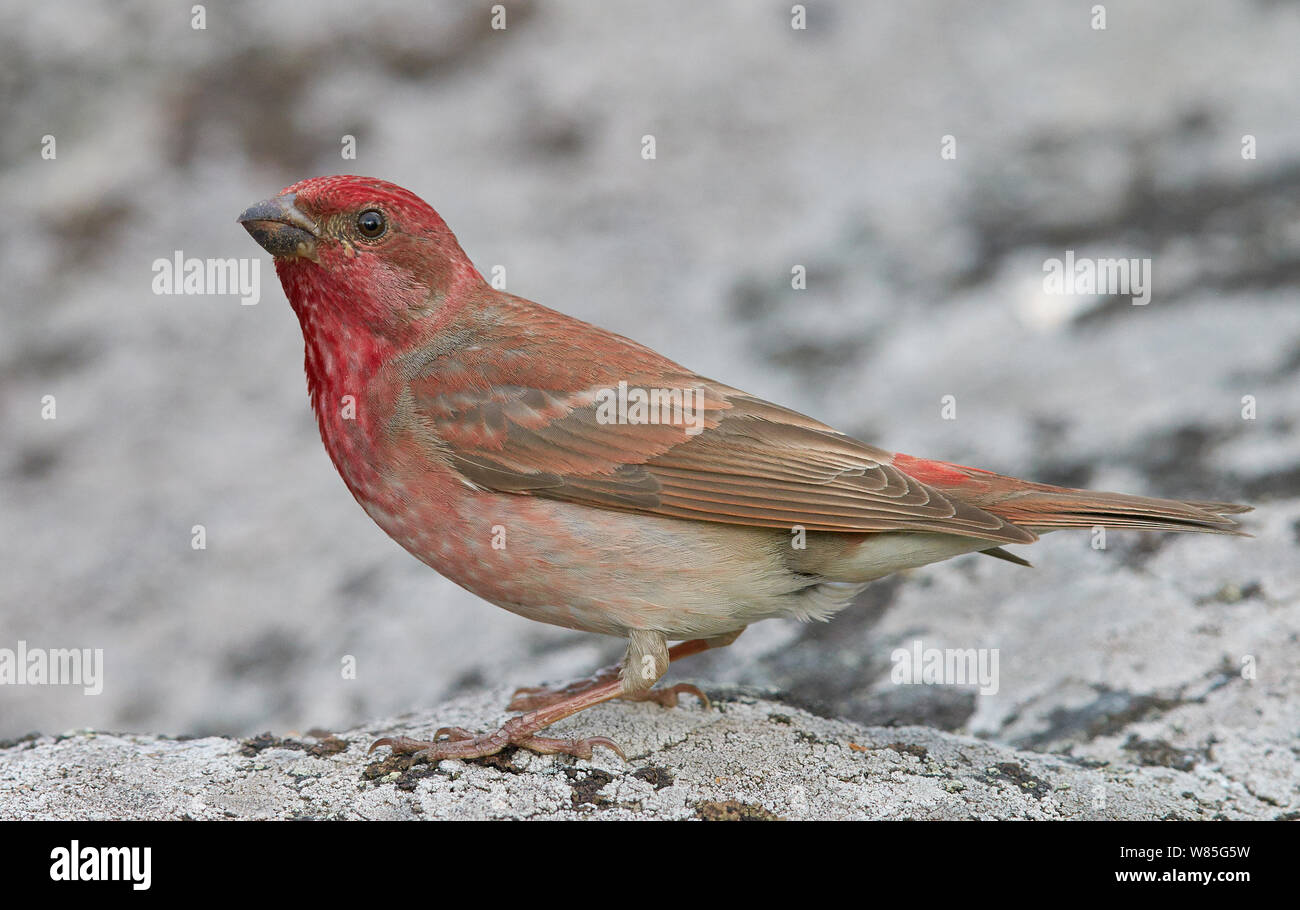 Common rosefinch (Carpodacus erythrinus) mâle adulte, Joensuu, Finlande, mai Banque D'Images