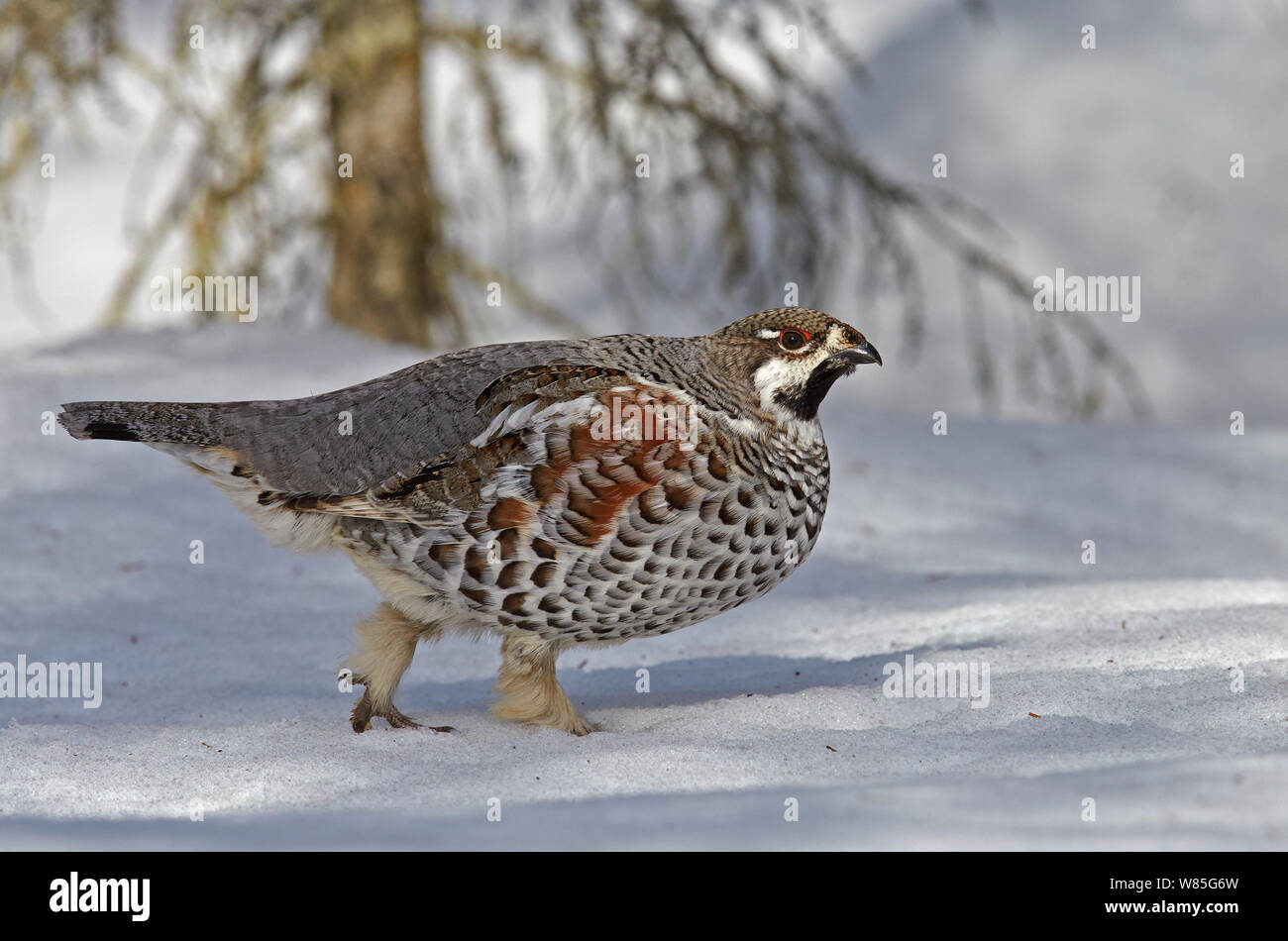 Tetrastes bonasia Gélinotte () marche dans la neige, Kuusamo, Finlande Avril Banque D'Images