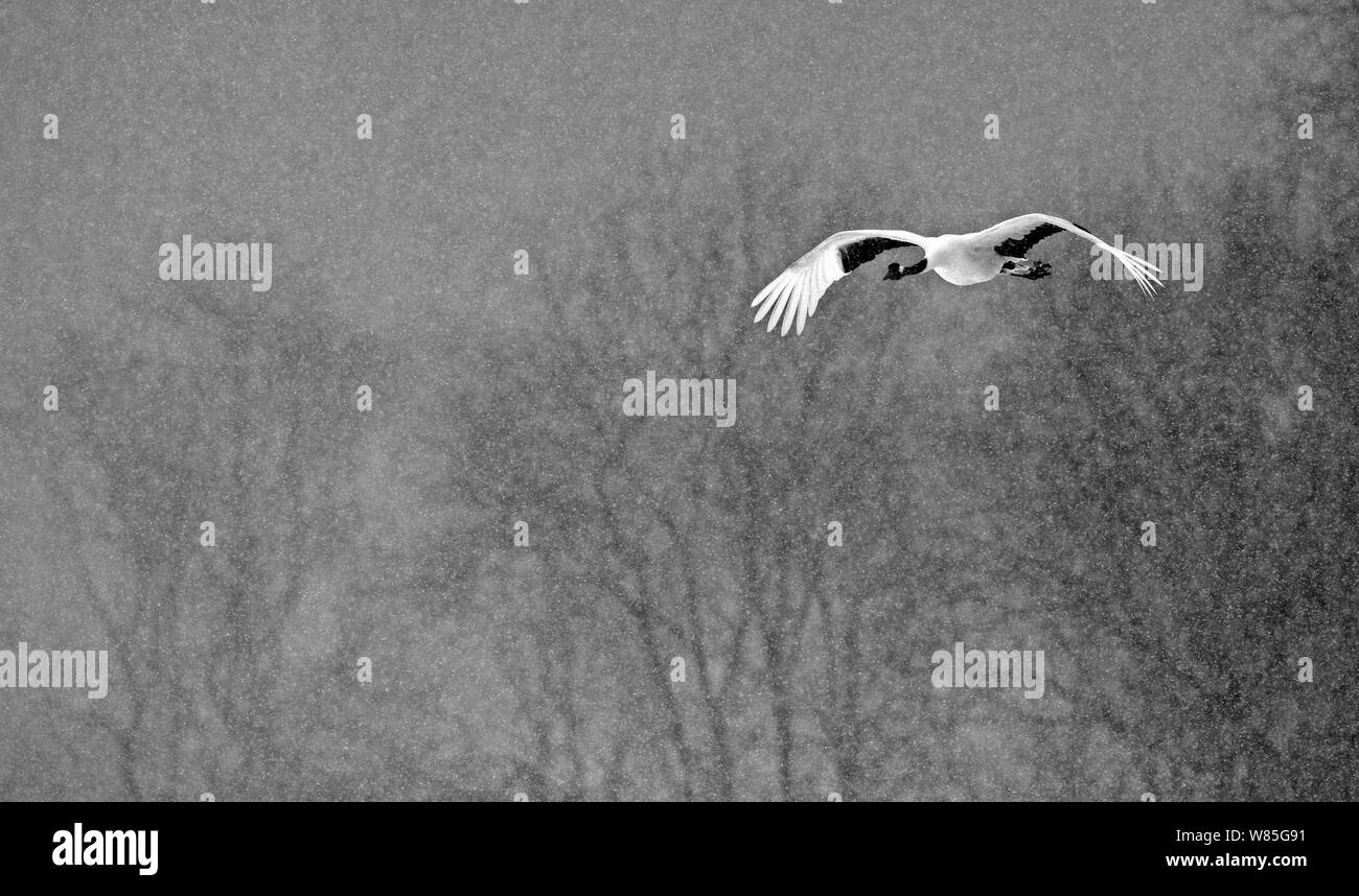 Grue à couronne rouge (Grus japonensis) volant au cours de neige, Hokkaido, Japon, février Banque D'Images