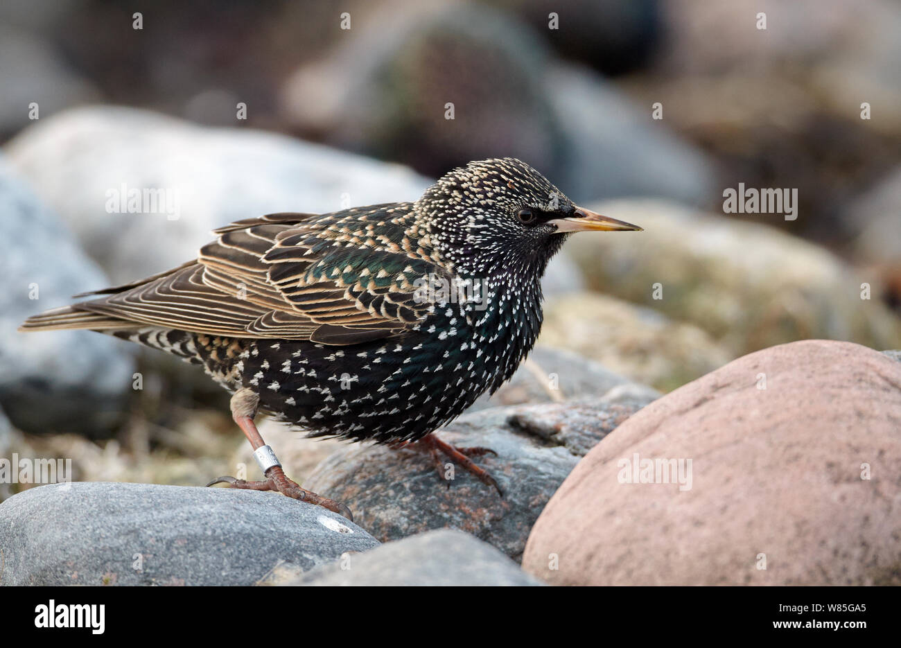 Étourneau sansonnet (Sturnus vulgaris) l'OTU, Finlande, Avril Banque D'Images