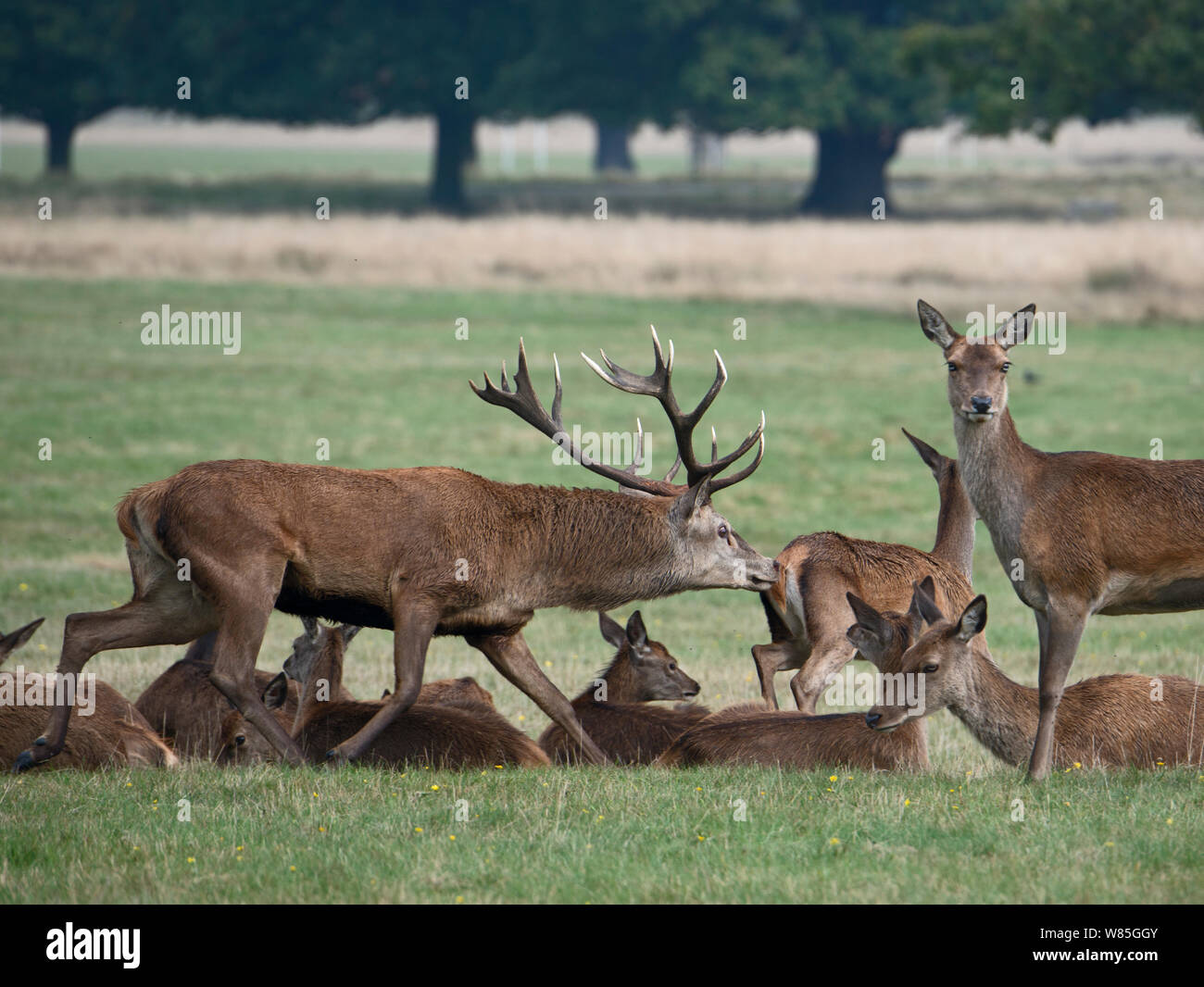 Red Deer (Cervus elaphus) stag vérifier si femelle est réceptive à l'accouplement durant le rut, Richmond Park, London, UK, septembre. Banque D'Images
