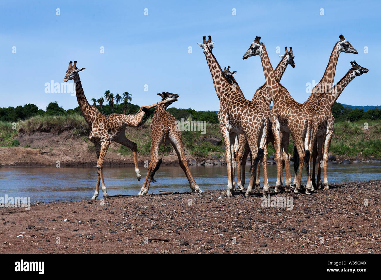 Maasai Girafe (Giraffa camelopardalis tippelskirchi) se sont réunis au bord de la rivière Mara. Masai Mara National Reserve, Kenya. Banque D'Images