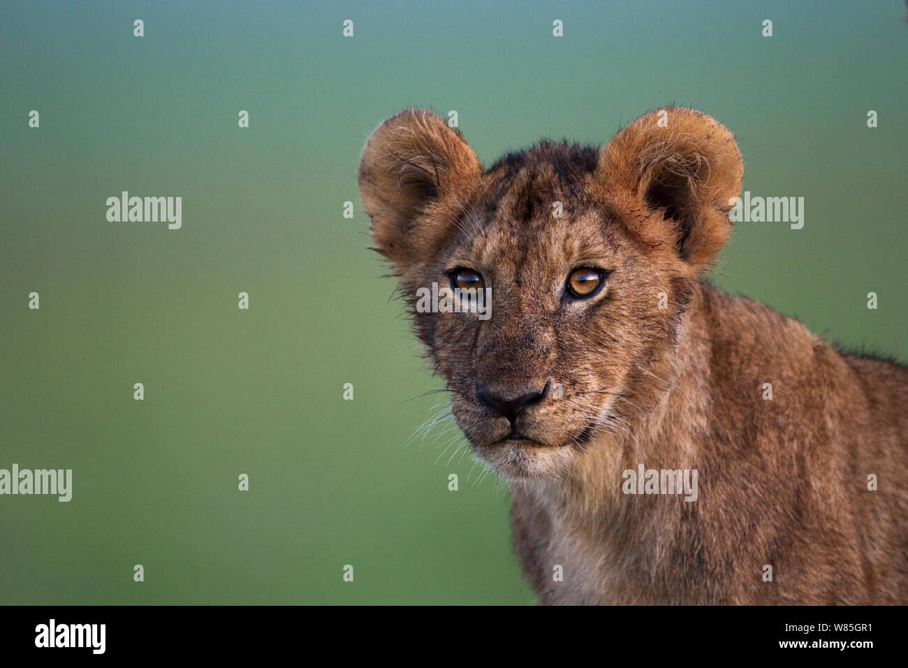 Lion (Panthera leo) cub âgés d'une année, portrait. Masai Mara National Reserve, Kenya. Banque D'Images