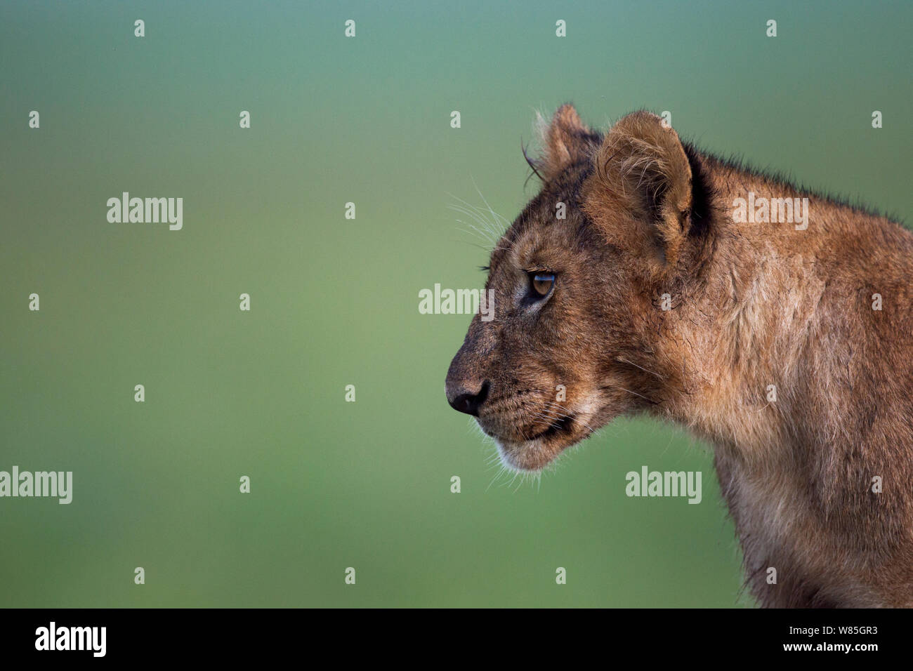 Lion (Panthera leo) cub âgés d'une année, portrait. Masai Mara National Reserve, Kenya. Banque D'Images