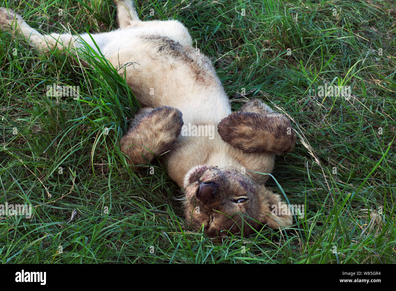 Lion (Panthera leo) cub âgés d'une année, couché sur le dos. Masai Mara National Reserve, Kenya. Banque D'Images