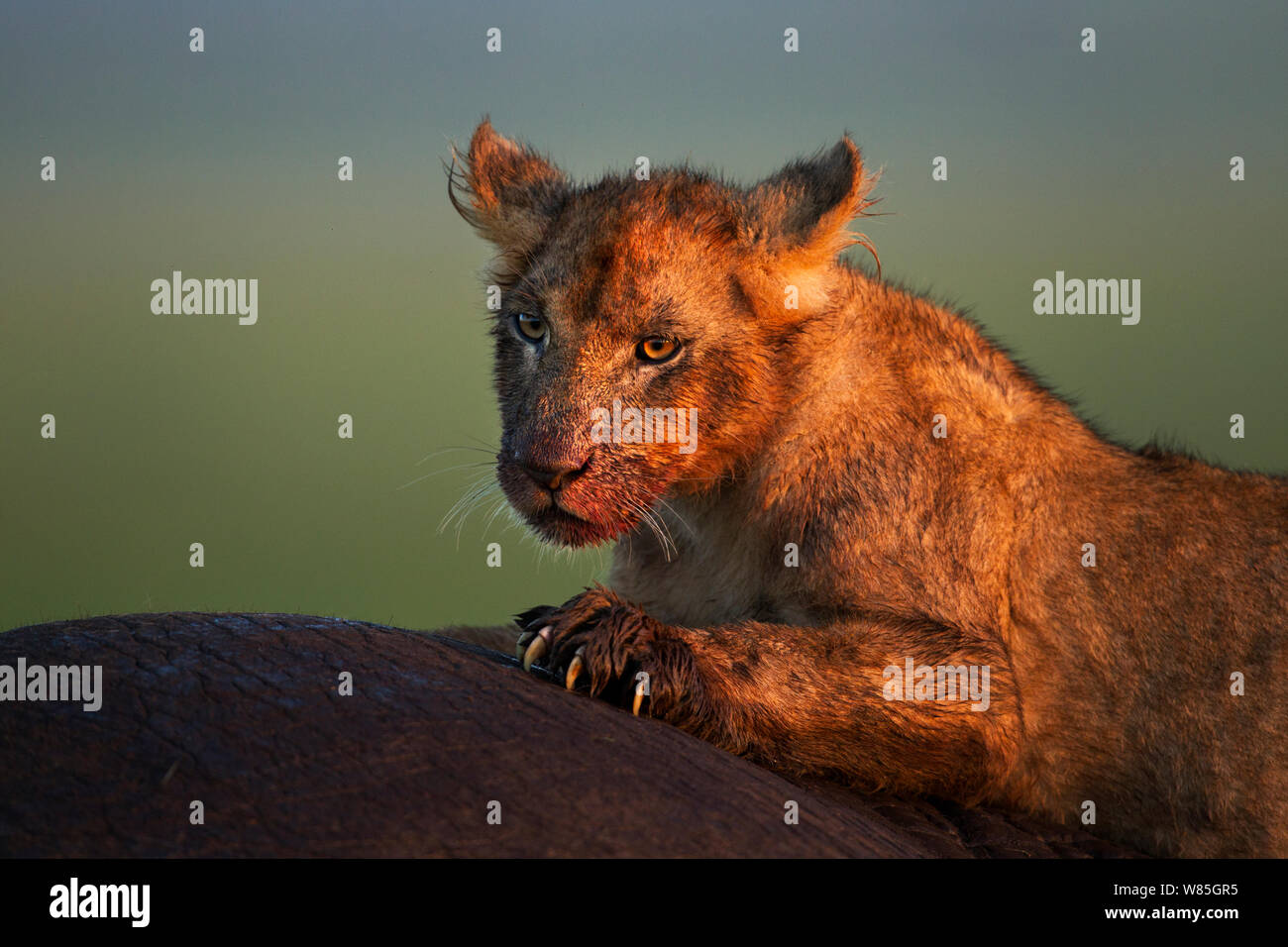 Lion (Panthera leo) cub âgés d'une année, portrait. Masai Mara National Reserve, Kenya. Banque D'Images