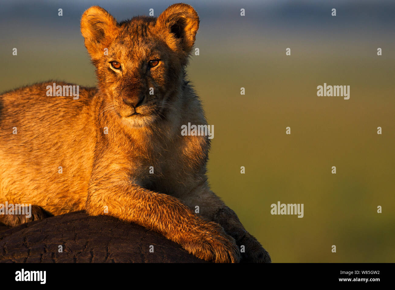 Lion (Panthera leo) cub âgés d'une année, portrait. Masai Mara National Reserve, Kenya. Banque D'Images