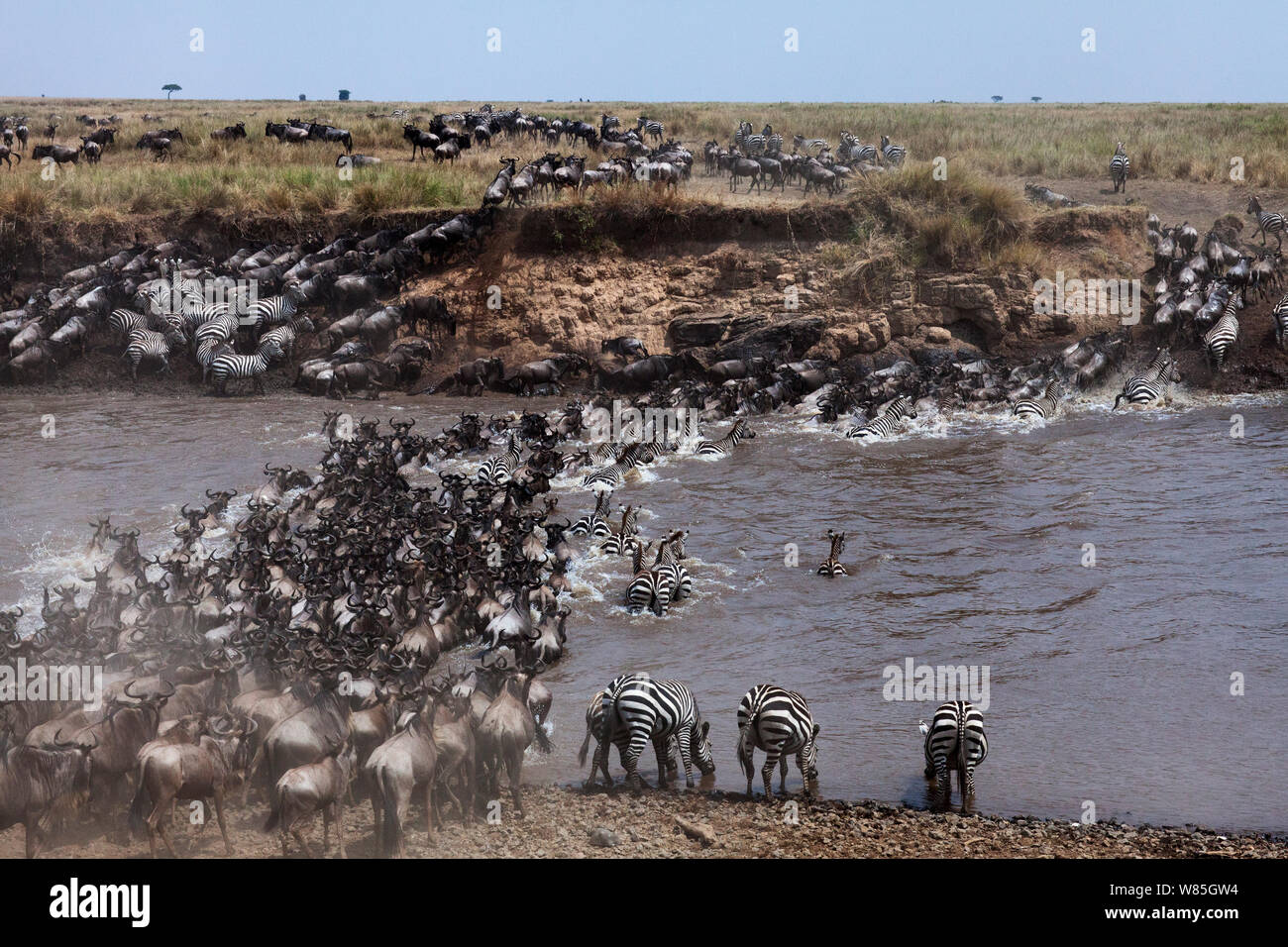 Conjoint ou zèbre des plaines (Equus quagga burchelli) et le gnou barbu (Connochaetes taurinus) troupeau mélangé traversant la rivière Mara. Masai Mara National Reserve, Kenya. Banque D'Images