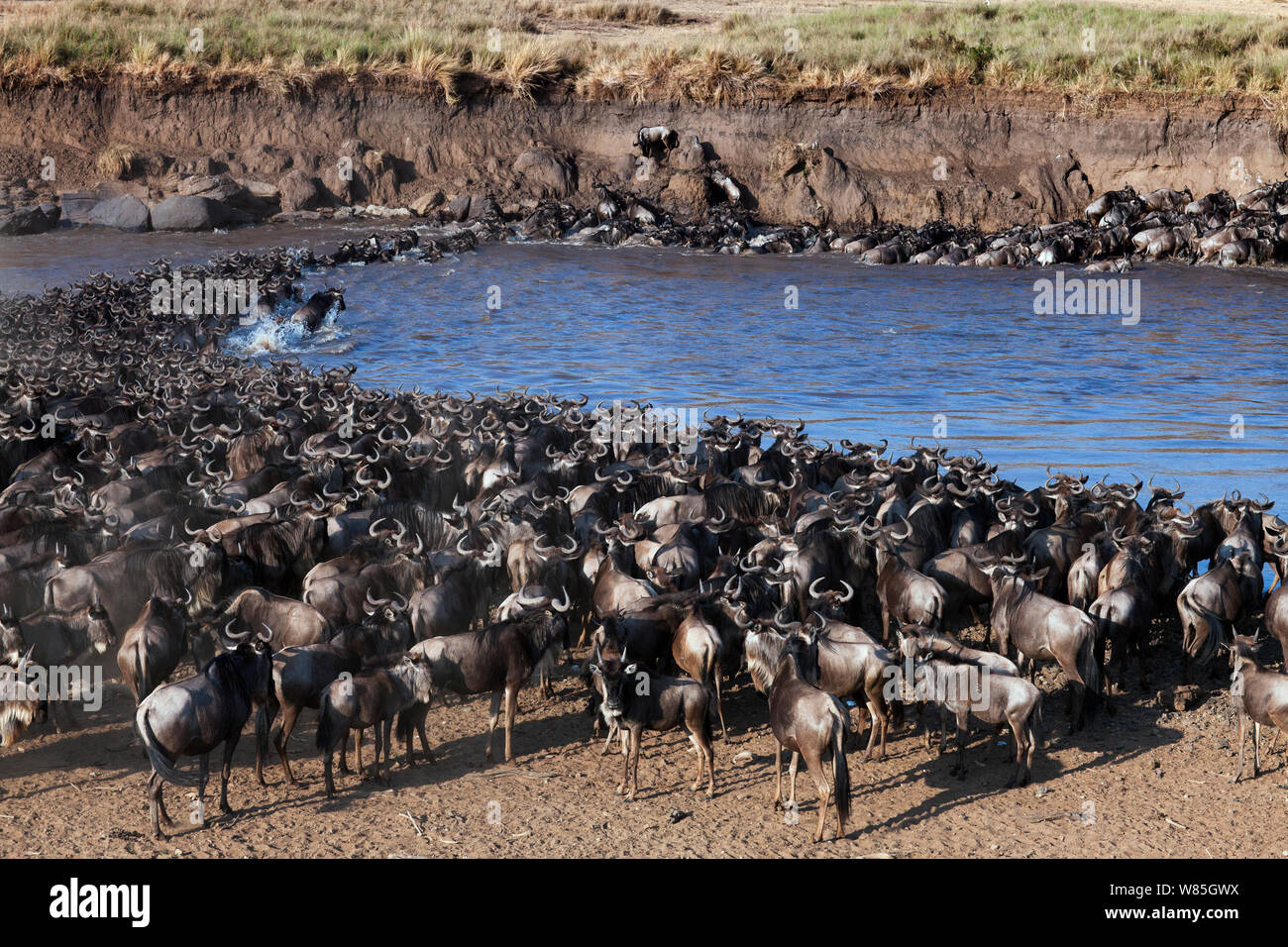 Le Gnou barbu (Connochaetes taurinus) troupeau traversant la rivière Mara. Masai Mara National Reserve, Kenya. Banque D'Images