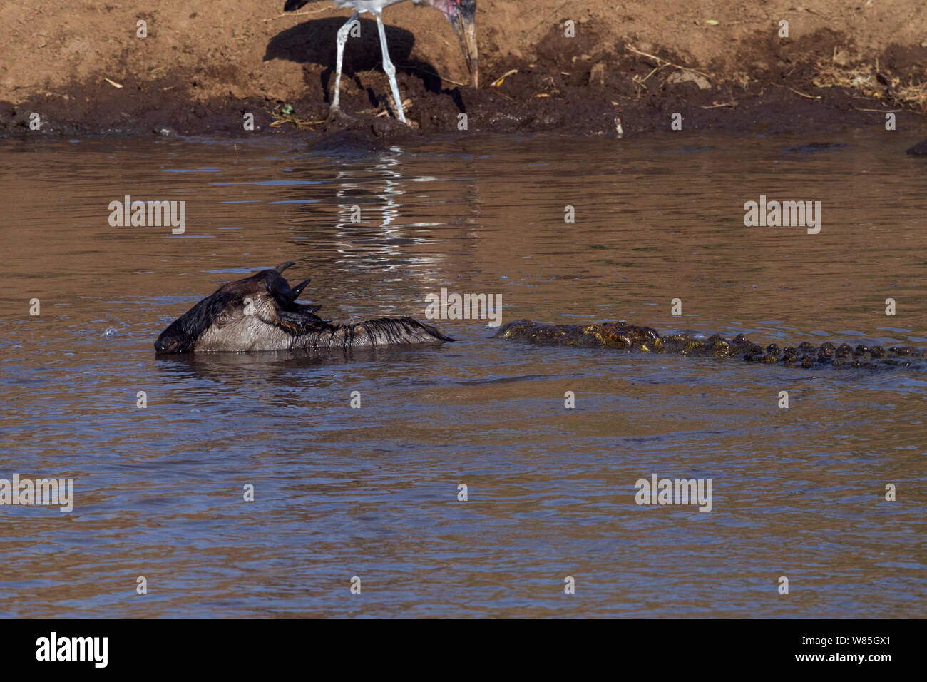 Le crocodile du Nil (Crocodylus niloticus) attaquant un Gnou barbu-blanc de l'Est (Connochaetes taurinus) comme il traverse la rivière Mara. Masai Mara National Reserve, Kenya. Banque D'Images