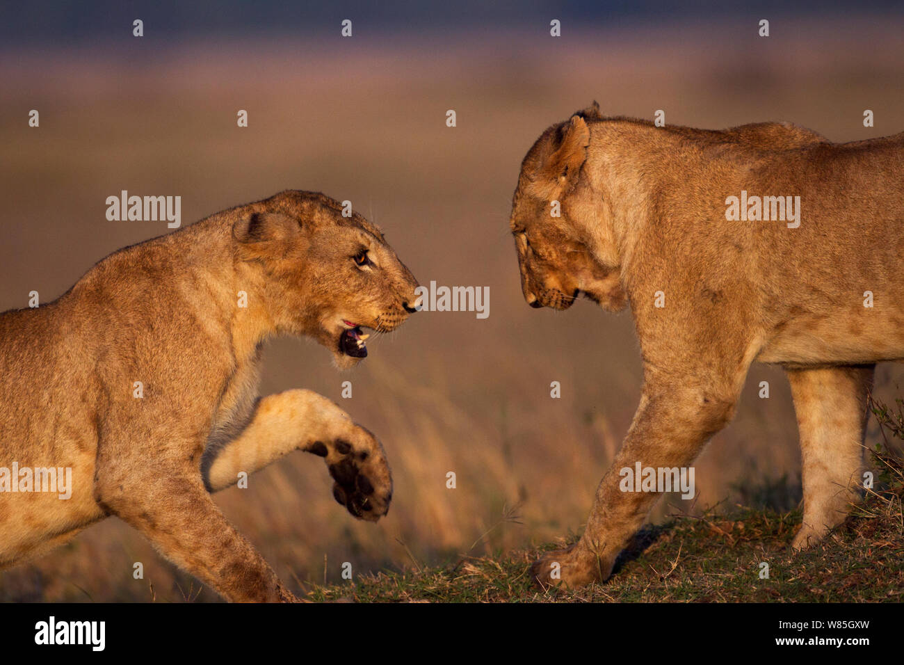 Lion (Panthera leo) les mineurs de jouer. Masai Mara National Reserve, Kenya. Banque D'Images