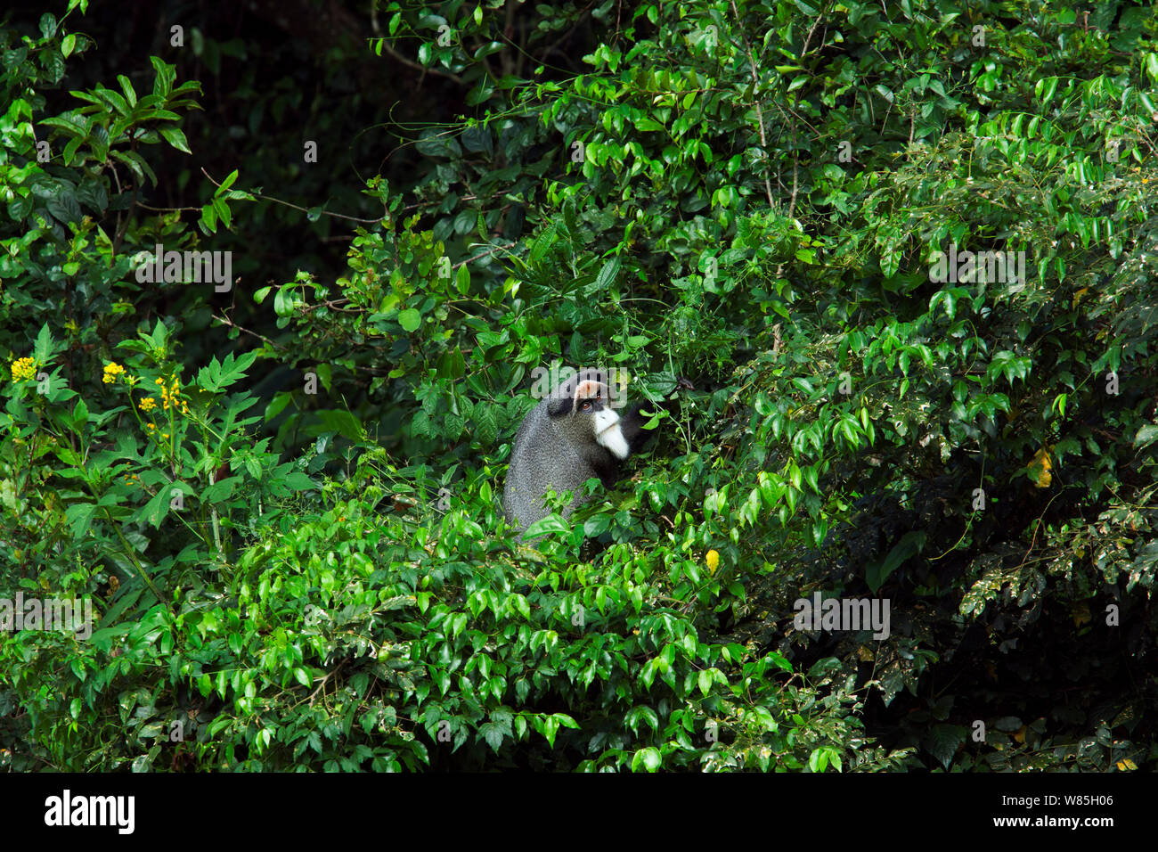 De Brazza&# 39;s Monkey (Cercopithecus neglectus) scrutant à travers la végétation. Kisere, forêt de Kakamega Forest National Reserve, Province de l'Ouest, au Kenya. Banque D'Images