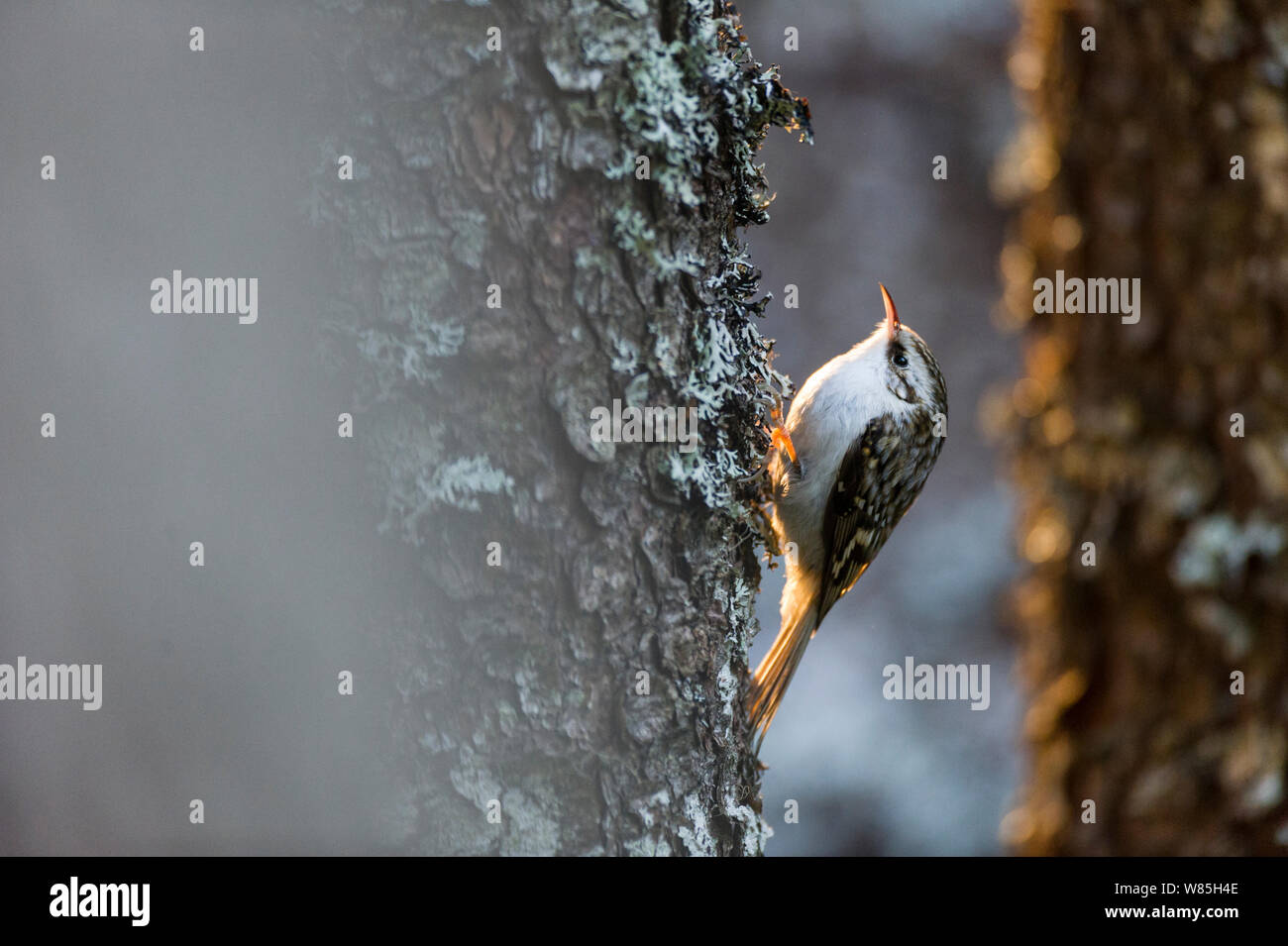 Bruant eurasien (Certhia familiaris) sur le tronc de l'arbre, Klaebu, West-Vlaanderen. La Norvège, février. Banque D'Images