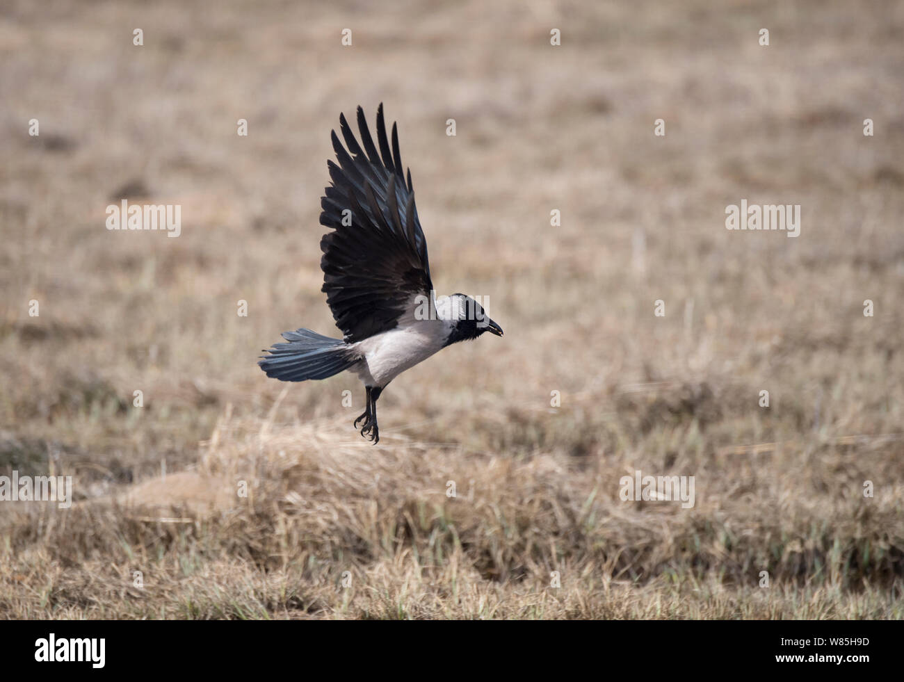 Hooded crow (Corvus cornix) prend son essor, la Finlande, l'Avril. Banque D'Images