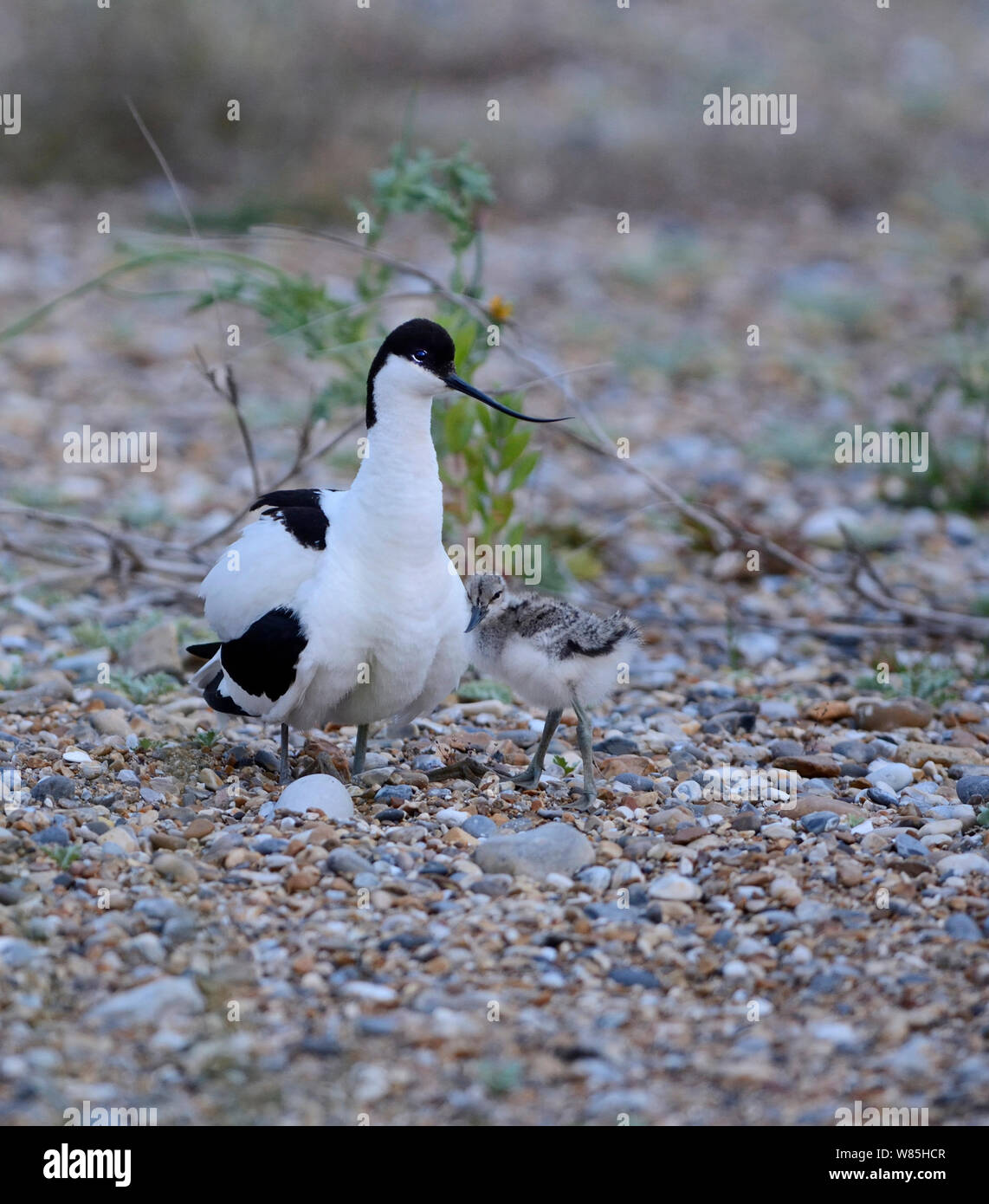 Avocette élégante (Recurvirostra avosetta) avec chick au nid, Claj, Norfolk, UK, juillet. Banque D'Images