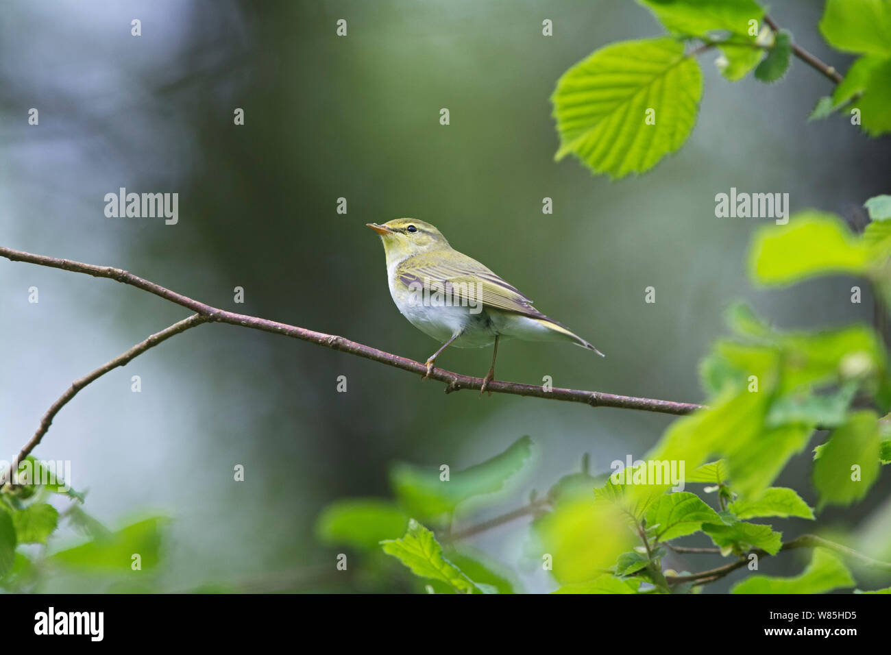 (Phylloscopus sibilatrix Pouillot siffleur) perché, le bois de la réserve RSPB Crie, Dumfries et Galloway, en Écosse, en mai. Banque D'Images