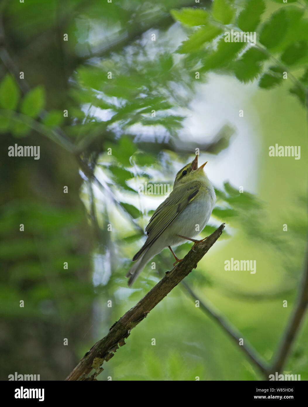 Phylloscopus sibilatrix Pouillot siffleur (chant), le bois de la réserve RSPB Crie, Dumfries et Galloway, en Écosse, en mai. Banque D'Images