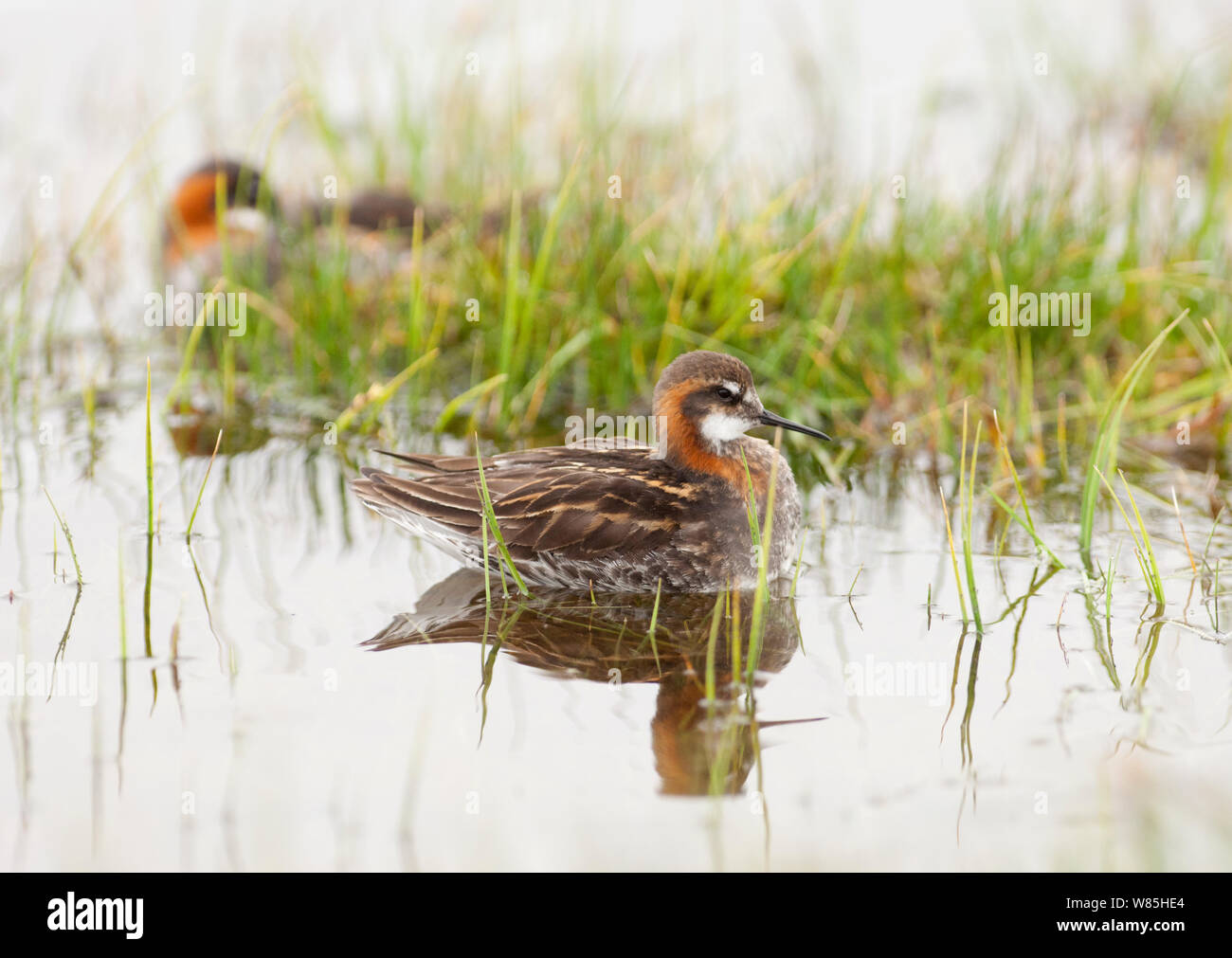 Le phalarope à bec étroit (Phalaropus lobatus) mâle avec femelle se reposer en arrière-plan, le Loch Funzie, Aswan, Shetland, Royaume-Uni, juin. Banque D'Images