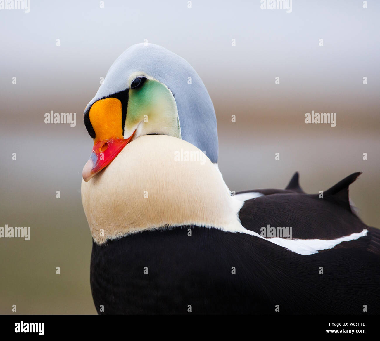 Homme Eider à tête grise (Somateria spectabilis) sur terre close-up d'affichage d'oiseau. Adventdalen, Svalbard, Norvège, juin. Banque D'Images