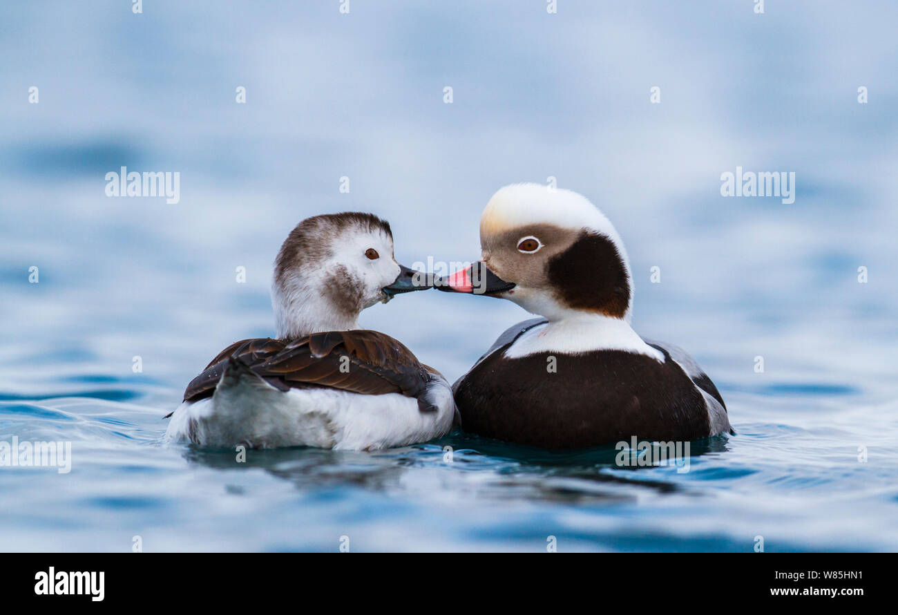Paire d'Hareldes kakawis (Clangula hyemalis) bec à bec, Batsfjord, la Norvège. Mars. Banque D'Images