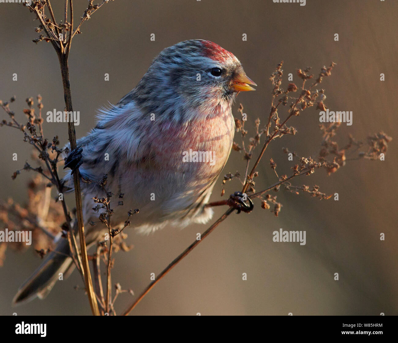 Sizerin flammé (Carduelis flammea) se nourrissant de graines, l'OTU, Finlande, novembre. Banque D'Images