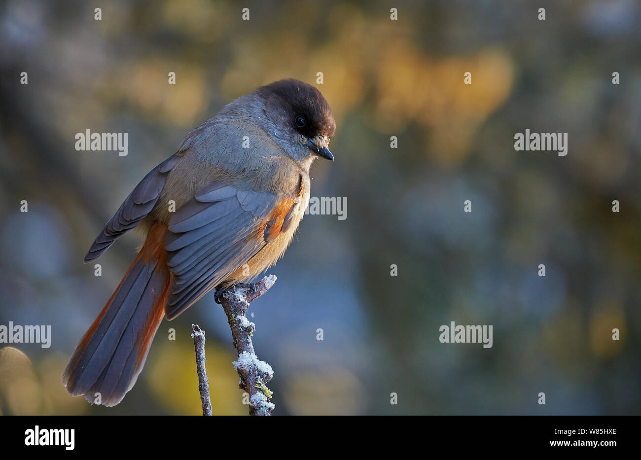 (Perisoreus infaustus de Sibérie) perché sur branche, Kuusamo, Finlande, novembre. Banque D'Images