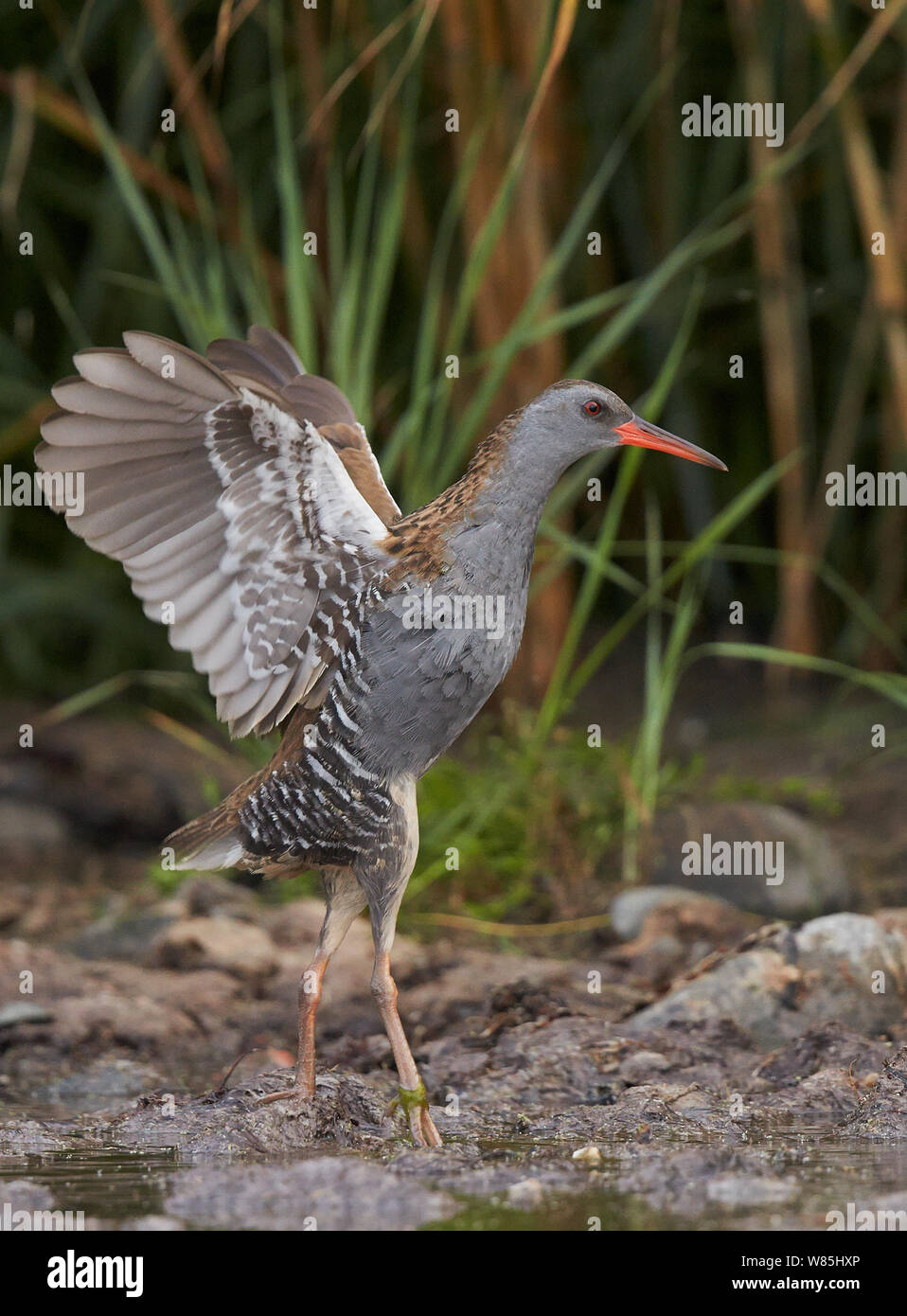Rampe d'eau (Rallus aquaticus) un étalement des ailes, l'OTU, Sauvo Finlande, août. Banque D'Images